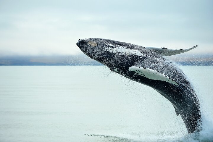 Get up close to majestic whales on your 2-hour marine cruise